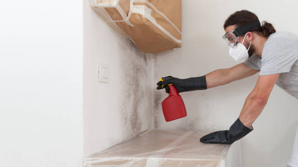 Professional Black Mold Remediation technician working in Midland, MI