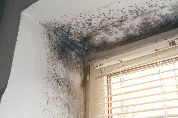 Affordable Black Mold Remediation solutions in Midland, MI